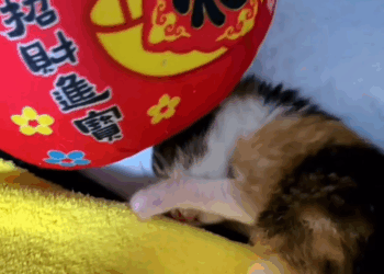 M1911021 mother cat was tapping on door in heavy rain,then #cat#catl part 2