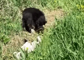 M0211022_Mama Dog Dumped With Her Puppies On The Sire Of The Road Gets Rescued #dog #dogsoftiktok #animals _part2