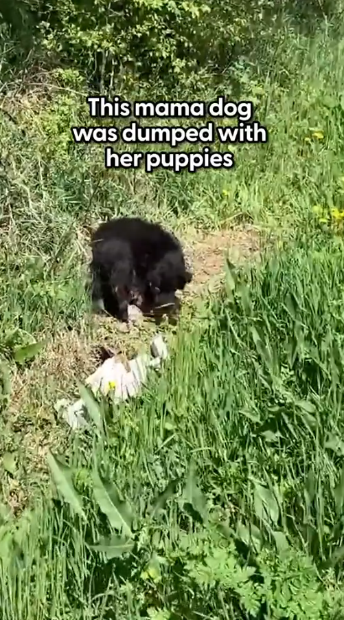 M0211022_Mama Dog Dumped With Her Puppies On The Sire Of The Road Gets Rescued #dog #dogsoftiktok #animals _part2