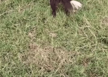 M1911022 Fredy Camargo on Reels part2