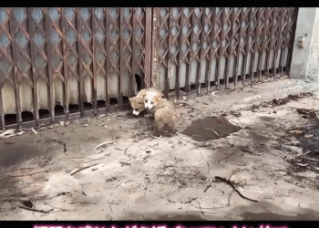 M1911023 It doesn’t understand why it was abandoned. It only remembers that it used to be very good.” part2