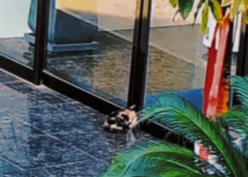 M1911026 We rushed to save cat trapped in door before it was too late #c part 2