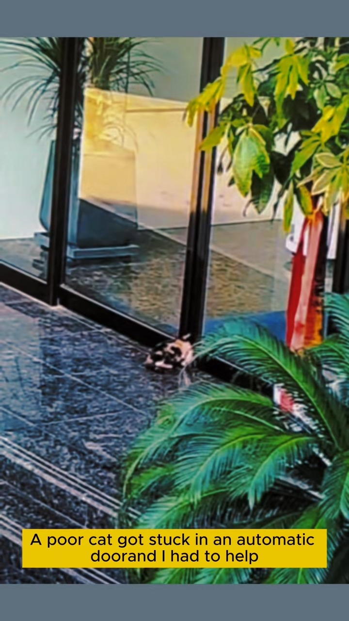 M1911026 We rushed to save cat trapped in door before it was too late #c part 2