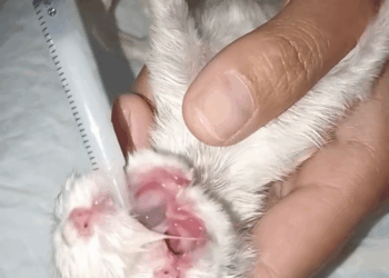 M1911027 stray cat mother birthed two faced kitten couldn cry or nu part 2