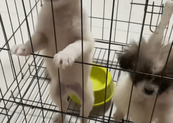 M1911030 found two puppies on my way home then part 2