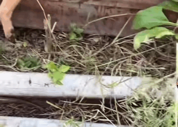 M1911031 Animals Rescue #rescuedog #dogrescue #foryoupage #foryou #dogs part2