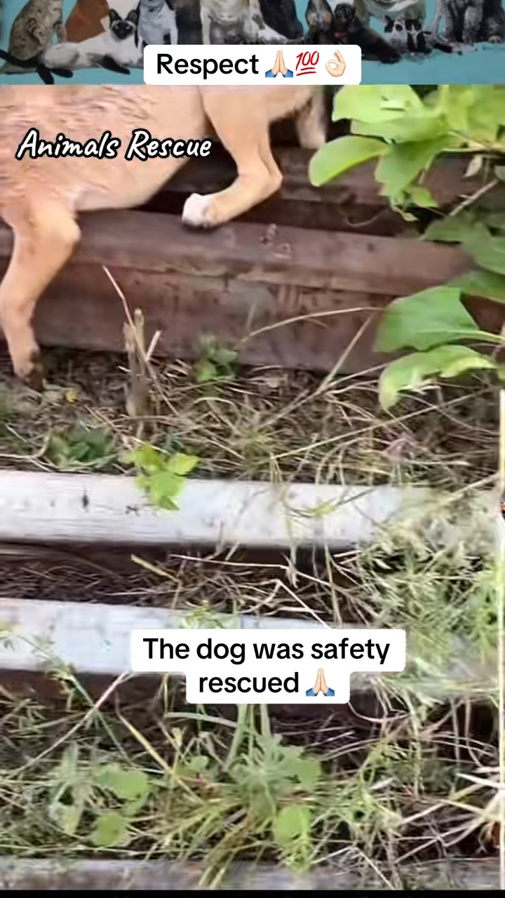 M1911031 Animals Rescue #rescuedog #dogrescue #foryoupage #foryou #dogs part2