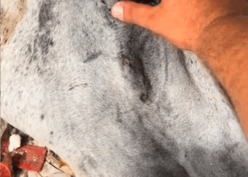 M0111014_Ele foi abandonado! ❤️‍🩹😪_part2