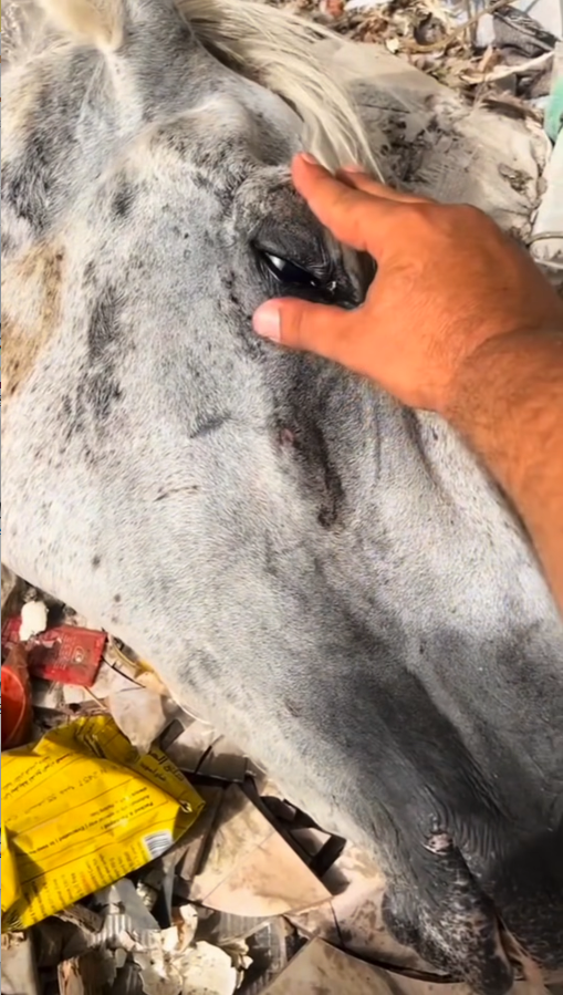 M0111014_Ele foi abandonado! ❤️‍🩹😪_part2