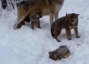 M0111026_He Saved a Dying Wolf Pup_ and Months Later_ She Returned #AnimalRescue #SaveAnimals #RescueStories #AdoptDontShop #Vir_part2