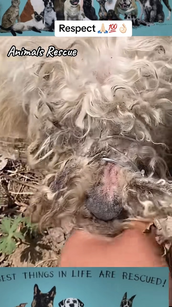 M1911032 Animals Rescue #rescuedog #dogrescue #dogsofttiktok #foryoupage #fory part 2