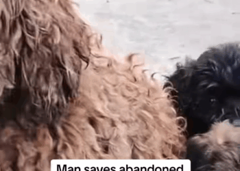 M1911033 Animals Rescue #dogrescue #rescuedog #dogsofttiktok #foryoupage #fory part 2