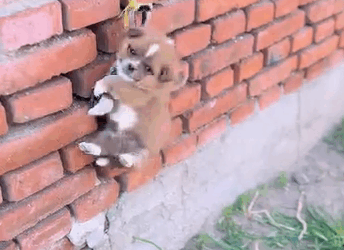 VM Tiny was so mean to that dog.