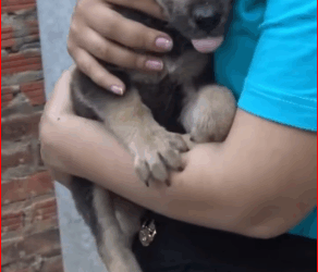 M2211001 poor dog was hated by its owner chained up on street part 2