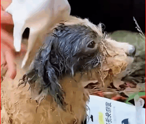 M2211002 dying dog was thrown into river by its cruel owner part 2