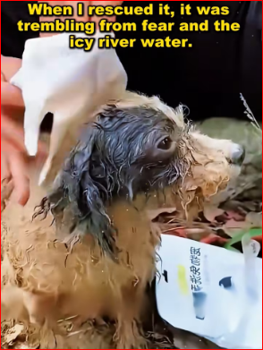 M2211002 dying dog was thrown into river by its cruel owner part 2