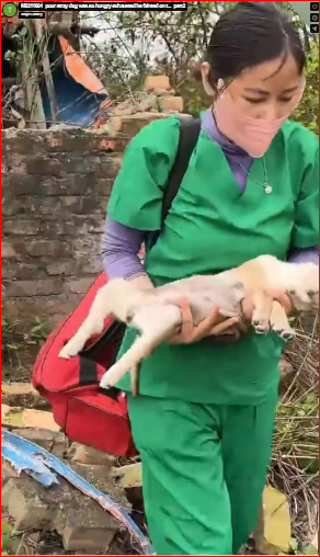 M2211004 poor stray dog was so hungry exhausted he fainted on t part2