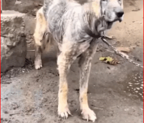 M2211006 help poor dog #DogRescue #DogRescue #DogRescue #DogRescue #DogRescue part2