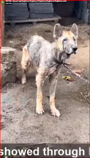 M2211006 help poor dog #DogRescue #DogRescue #DogRescue #DogRescue #DogRescue part2