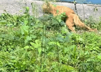 M2211007 Poor cat #cat #poorcat #lovestory #rescueanimals #straycat part2