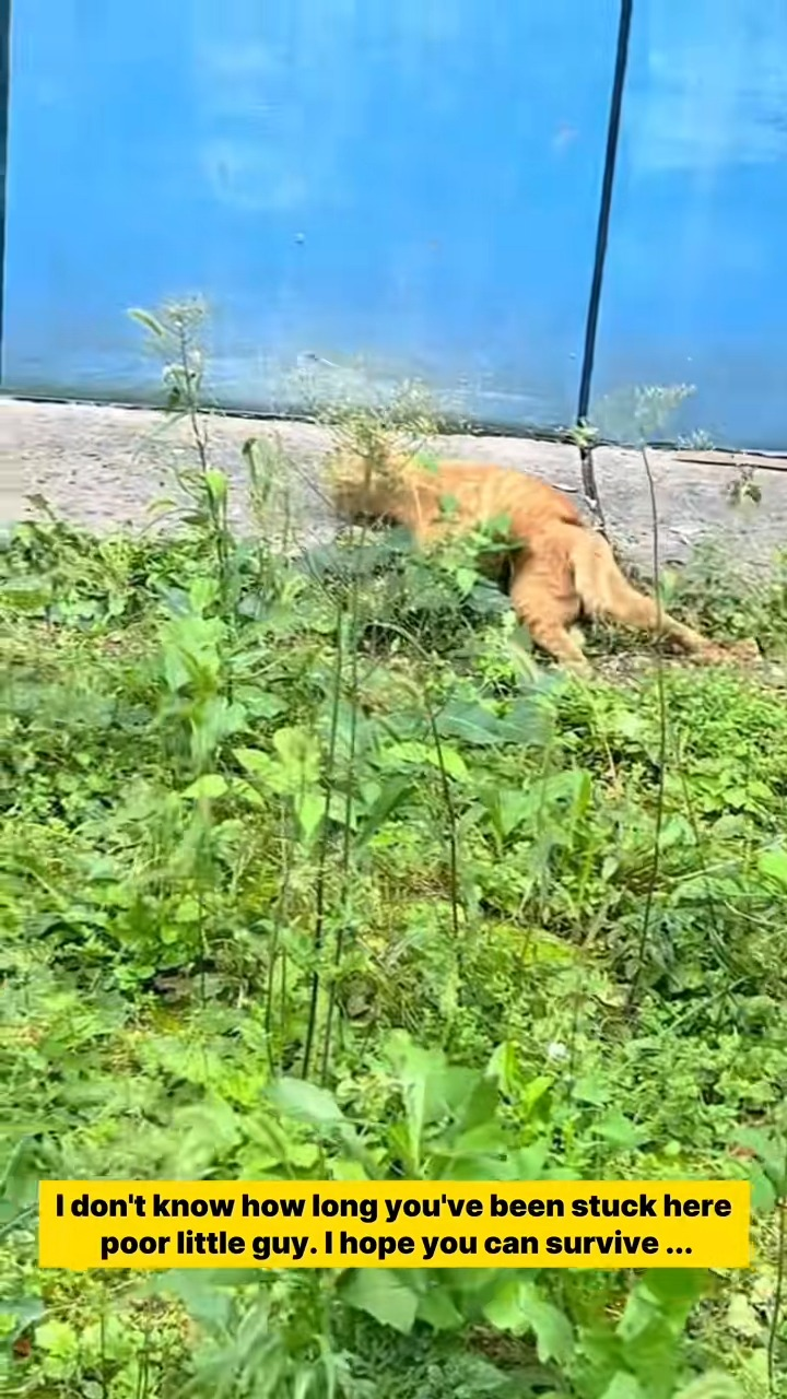 M2211007 Poor cat #cat #poorcat #lovestory #rescueanimals #straycat part2