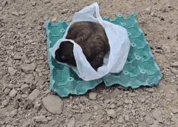 M2211008 Cachorro abandonado en la basura part2