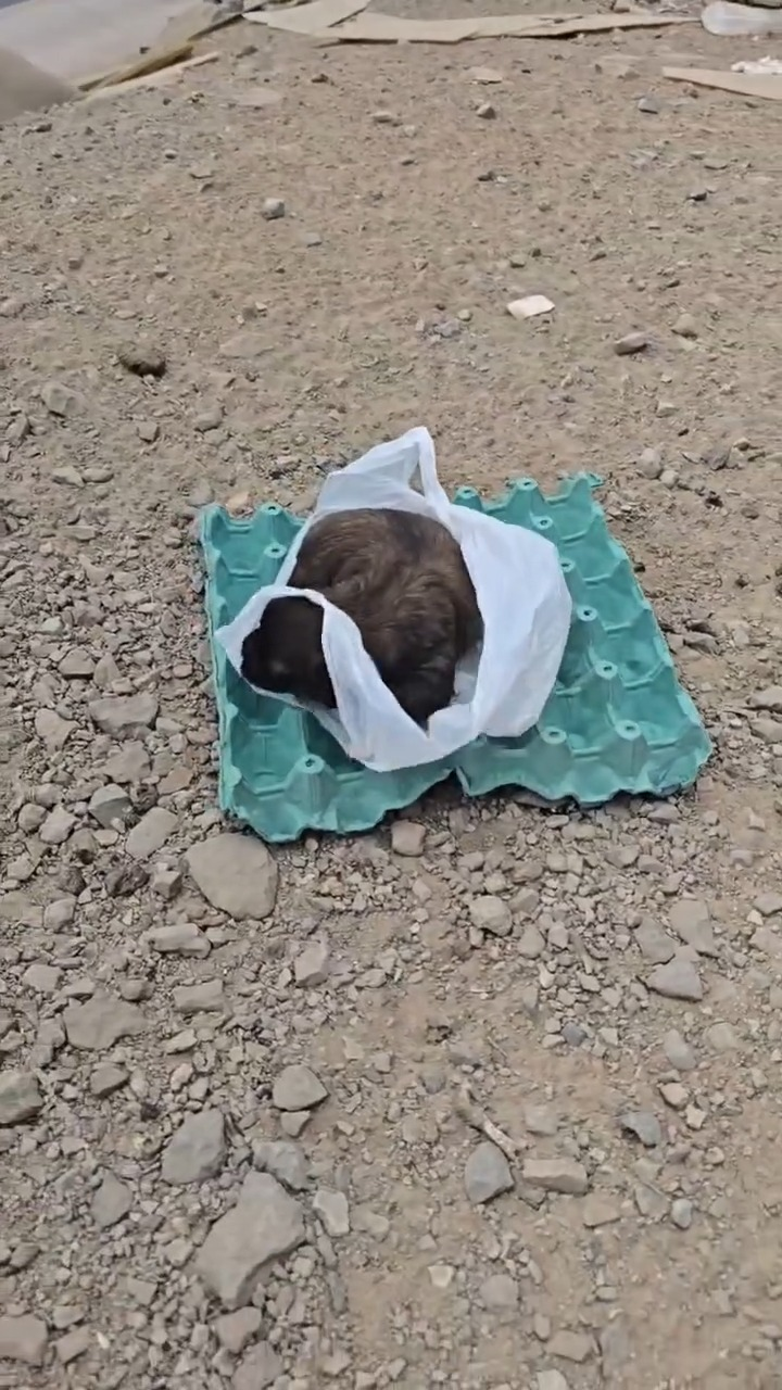 M2211008 Cachorro abandonado en la basura part2