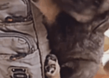 M2211009 Frozen, that’s how the one I loved most left me. The Angel of the Mountain, Part 2