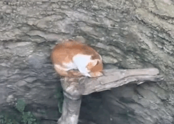 M0111036_Aww We love Pet’s_part2