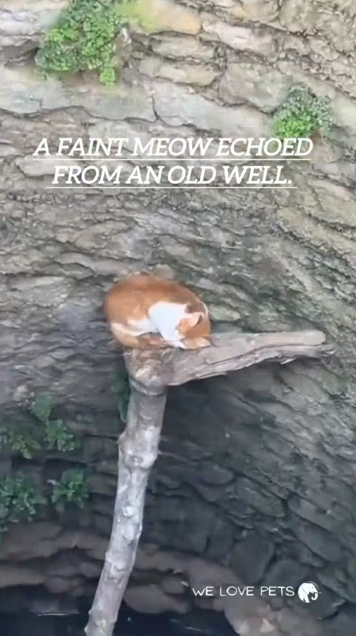 M0111036_Aww We love Pet’s_part2