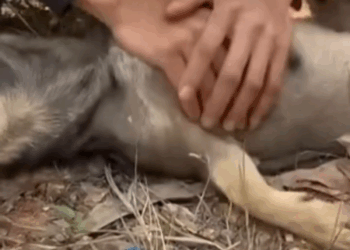 M2211010 They beat our mother for giving us life, they almost let us die part2