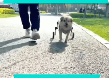 M2211011 They also deserve a second chance part 2