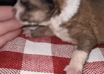 M2211012 Driver Found Five Puppies Swept Away by Rain Took Them Home to Save Them part2