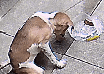 M2211013 Por un vaso roto Me dejaron sin caminar part 2