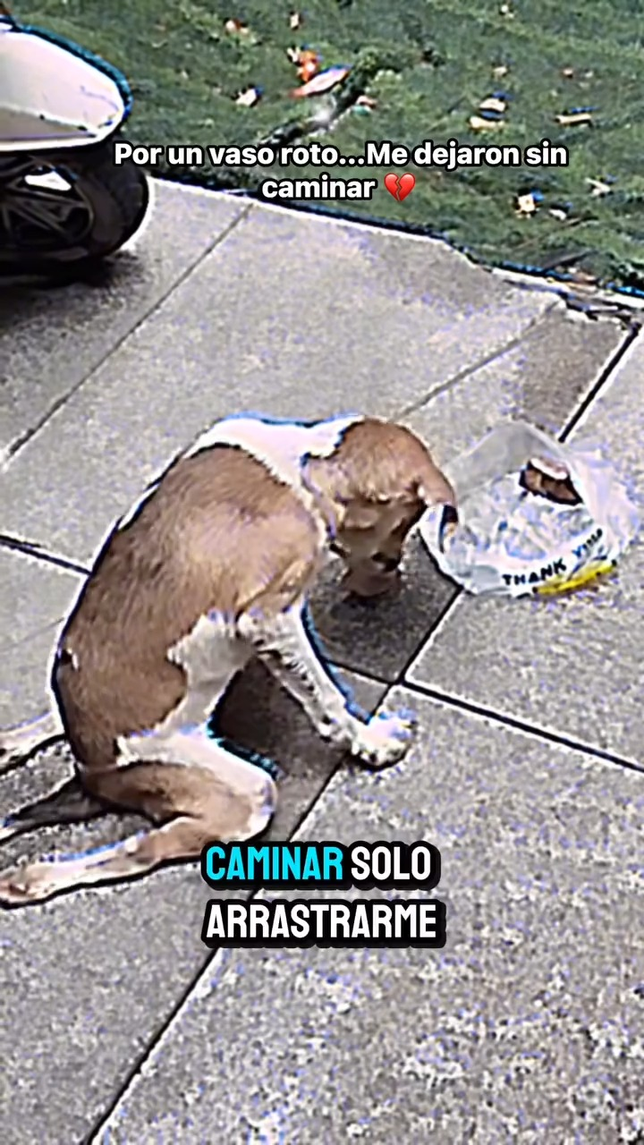 M2211013 Por un vaso roto Me dejaron sin caminar part 2