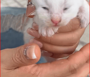 M2211014 on my way home work found these poor kittens meowing on si part 2