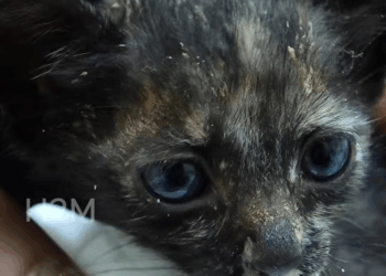 M2211015 found two poor kittens in roadside culvert looking so pitiful and part 2