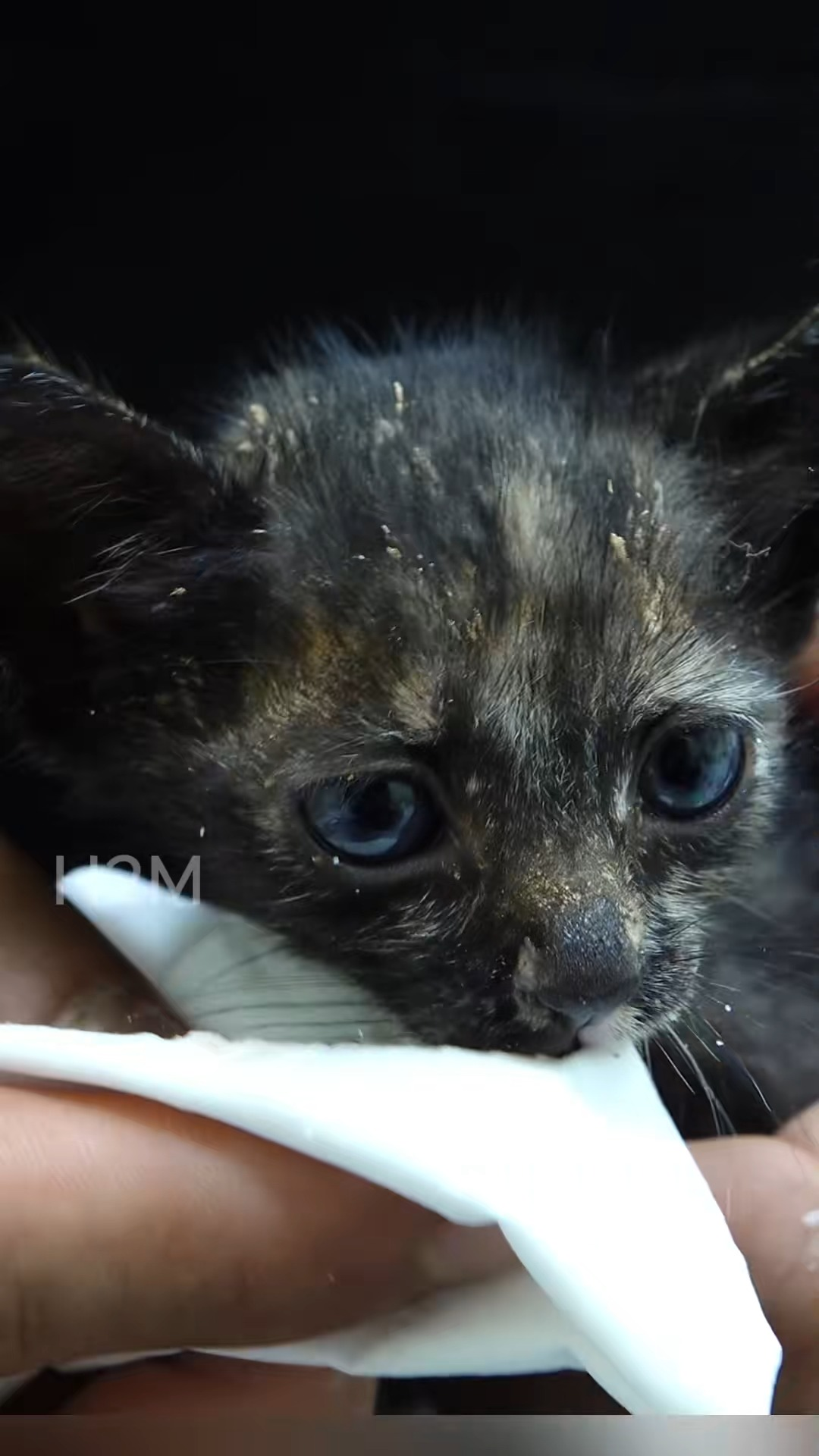 M2211015 found two poor kittens in roadside culvert looking so pitiful and part 2