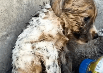 M2211016 Rescue Dog Seekor Anjing Kecil Terlihat Basah Kuyup Badannya gem part 2