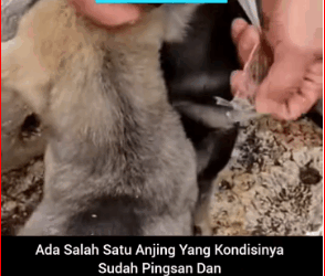 M2211018 Dog Rescue Tiga Ekor Anjing Kecil Terlihat Dibuang Dijalan Kondisi part 2