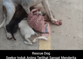 M2211019 Rescue Dog Seekor Induk Anjing Terlihat Sangat Menderita Kakinya T part 2