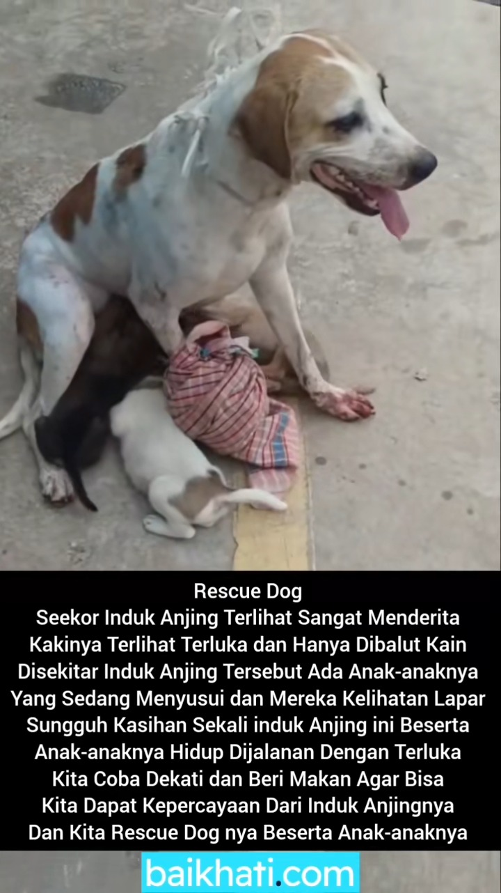 M2211019 Rescue Dog Seekor Induk Anjing Terlihat Sangat Menderita Kakinya T part 2