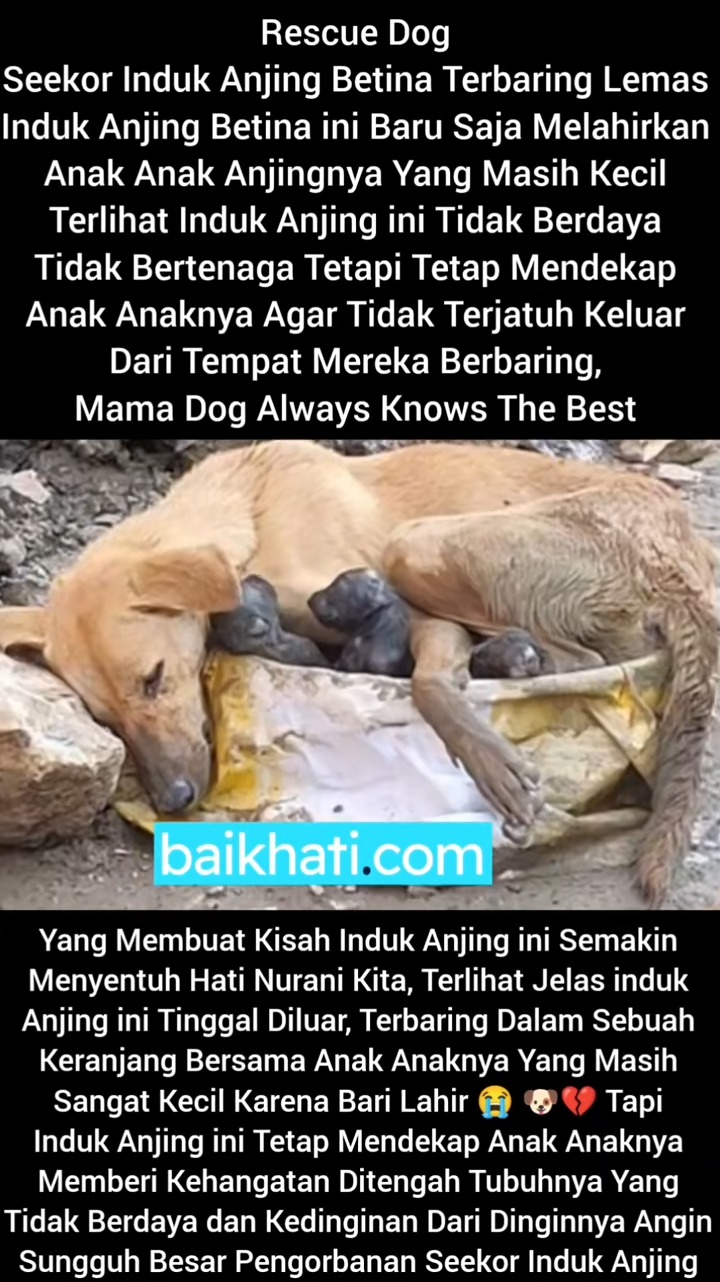 M2211020 Rescue Dog Seekor Induk Anjing Betina Terbaring Lemas Induk Anjing part2