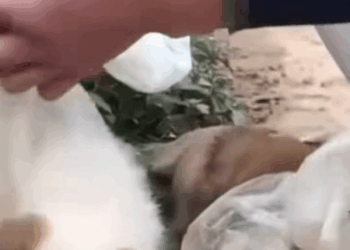 M2211021 Rescue Dog Mau Nangis Rasanya Lihat ini Tiga Ekor Anak Anjing part2