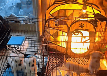 M2211024 Poor puppies #dog #dogsoftiktok #rescuedog #puppy #animals #animalsof part 2