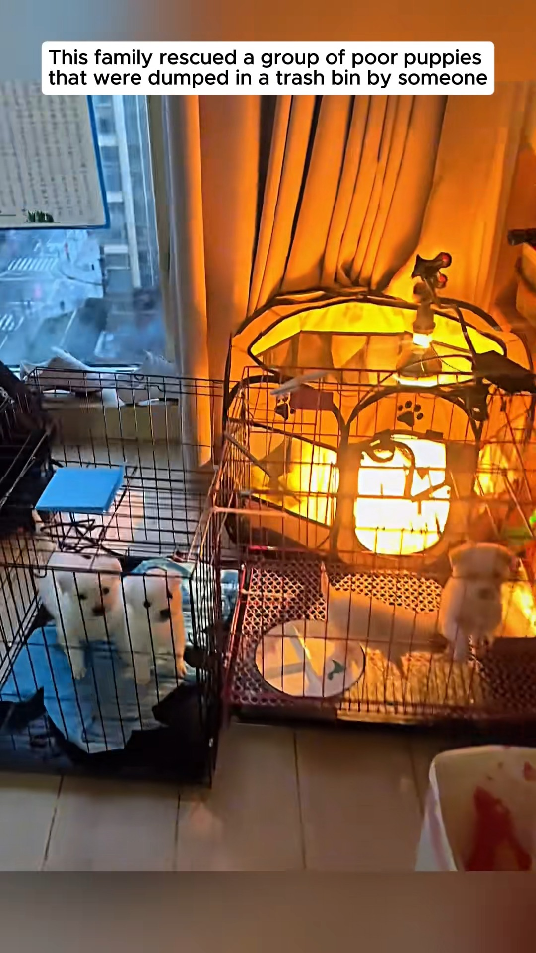 M2211024 Poor puppies #dog #dogsoftiktok #rescuedog #puppy #animals #animalsof part 2