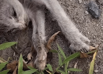 M2211026 Poor kitten #cat #catsoftiktok #rescuecat #kitten #animals #animalsof part 2