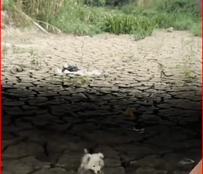 M2211005_heard puppy whimper coming dried up riverbed then part1_part2