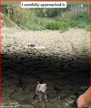 M2211005_heard puppy whimper coming dried up riverbed then part1_part2