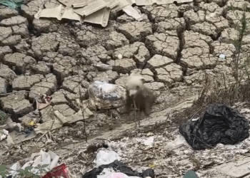 M2211005_heard puppy whimper coming dried up riverbed then part1_part2